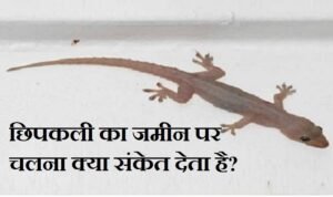 छिपकली जमीन पर चलना