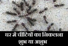 घर में चींटियाँ निकलना शुभ या अशुभ