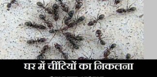 घर में चींटियाँ निकलना शुभ या अशुभ