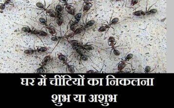 घर में चींटियाँ निकलना शुभ या अशुभ