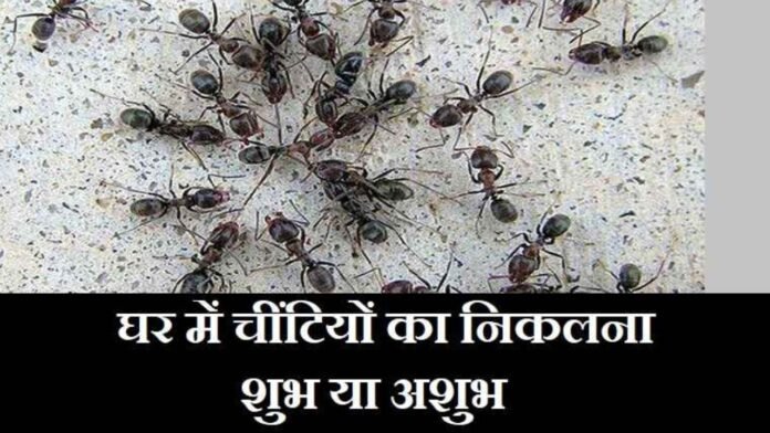 घर में चींटियाँ निकलना शुभ या अशुभ