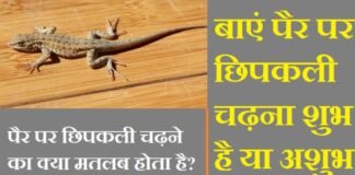 बाएं पैर पर छिपकली चढ़ना शुभ है या अशुभ