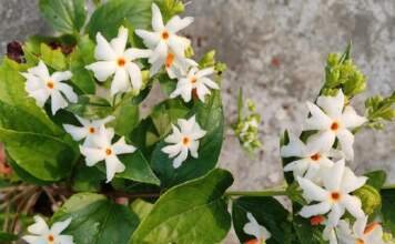 माता लक्ष्मी की कृपा