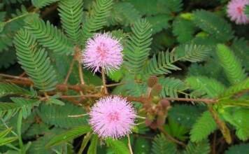 शमी का पेड़ किस दिशा में लगाना चाहिए