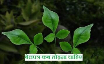 बेलपत्र कब तोड़ना चाहिए