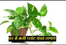 मनी प्लांट वास्तु