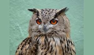 Sapne me Ullu Dekhna