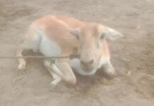 ह्यूमैनारो फाउंडेशन ने बक्सर में एक हिरण को बचाया