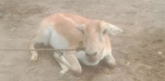 ह्यूमैनारो फाउंडेशन ने बक्सर में एक हिरण को बचाया