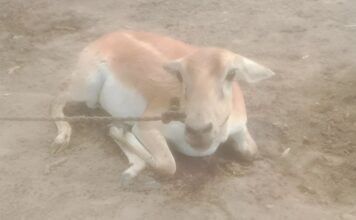 ह्यूमैनारो फाउंडेशन ने बक्सर में एक हिरण को बचाया