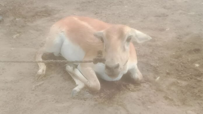 ह्यूमैनारो फाउंडेशन ने बक्सर में एक हिरण को बचाया