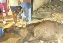 पशु क्रूरता मामला : बीमार गाय को मरने के लिए सड़क पर छोड़ा