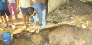 पशु क्रूरता मामला : बीमार गाय को मरने के लिए सड़क पर छोड़ा