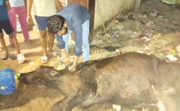 पशु क्रूरता मामला : बीमार गाय को मरने के लिए सड़क पर छोड़ा