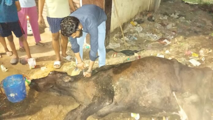 पशु क्रूरता मामला : बीमार गाय को मरने के लिए सड़क पर छोड़ा